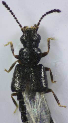 Réf. 319 187 : Carpelimus lindrothi